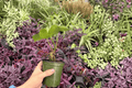 Antthurium Hoffmannii × Crystallinum — 2 Live Bare-Root Plants in 4-Inch Pots