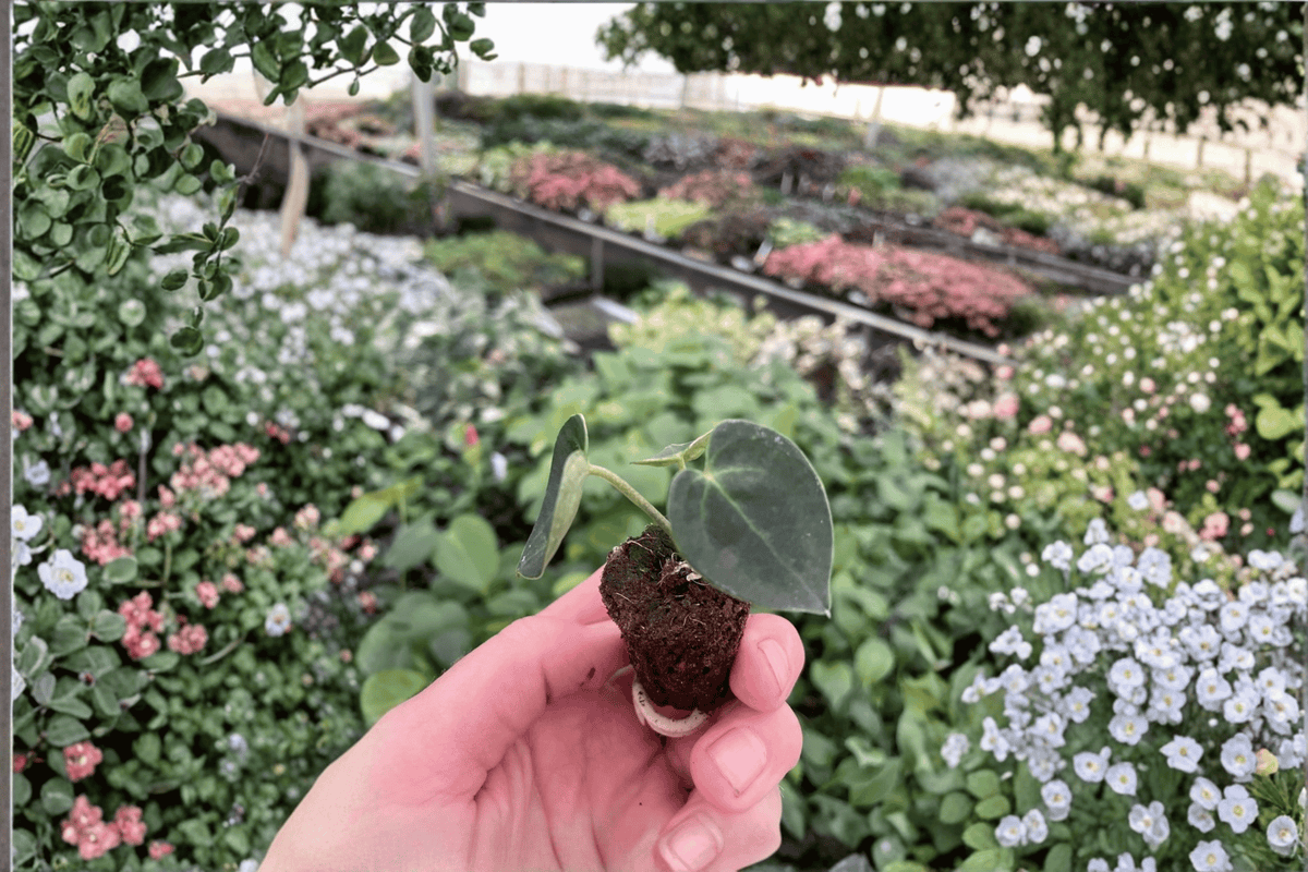 Anthurium clarinervium Tissue Culture Starter Plants – 2 Live Bare Root