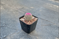 Rainbow Hedgehog Cactus Live Plant | Rooted 2-Inch Pot