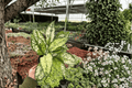 Aglaonema Wintery Winehouse Live Plants — 2 in 4-Inch Pots