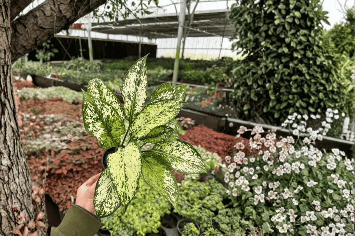 Aglaonema Wintery Winehouse Live Plants — 2 in 4-Inch Pots