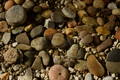 Lithops Living Stone Succulent Plants Bare Root – 100 Live Lithops, 0.2–0.3 inch