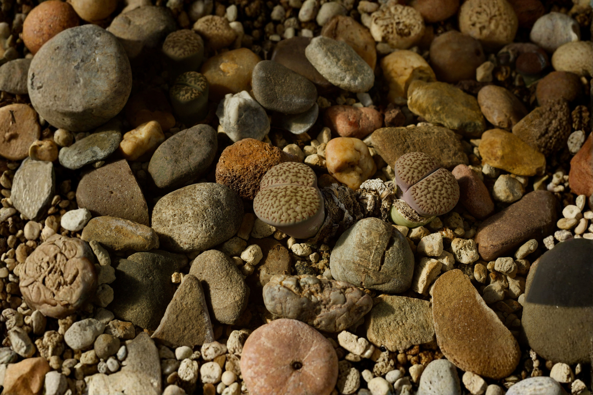 Lithops Living Stone Succulent Plants Bare Root – 100 Live Lithops, 0.2–0.3 inch
