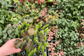 African Rose Hibiscus Starter Plants (Hibiscus rosa-sinensis) — 2 Live Starter Plants