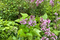 Dwarf French Lilac Prairie Petite - 1 Gallon Live Plant Syringa vulgaris