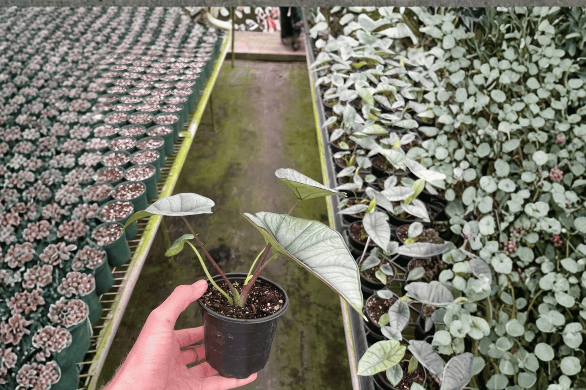 Alocasia Platinum Bisma Live Plants – 4-Inch Pot, Bare Root (2-Pack)