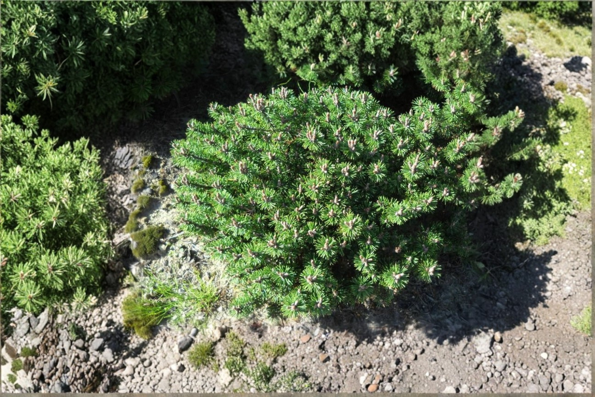 Mugo Pine Minima Kalous Live Plant – 6" Tall, 1 Gallon Pot