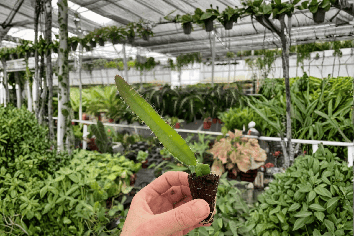 Edgar's Baby Dragon Fruit Starter Plants (2) Bare Root - Selenicereus Hybrid