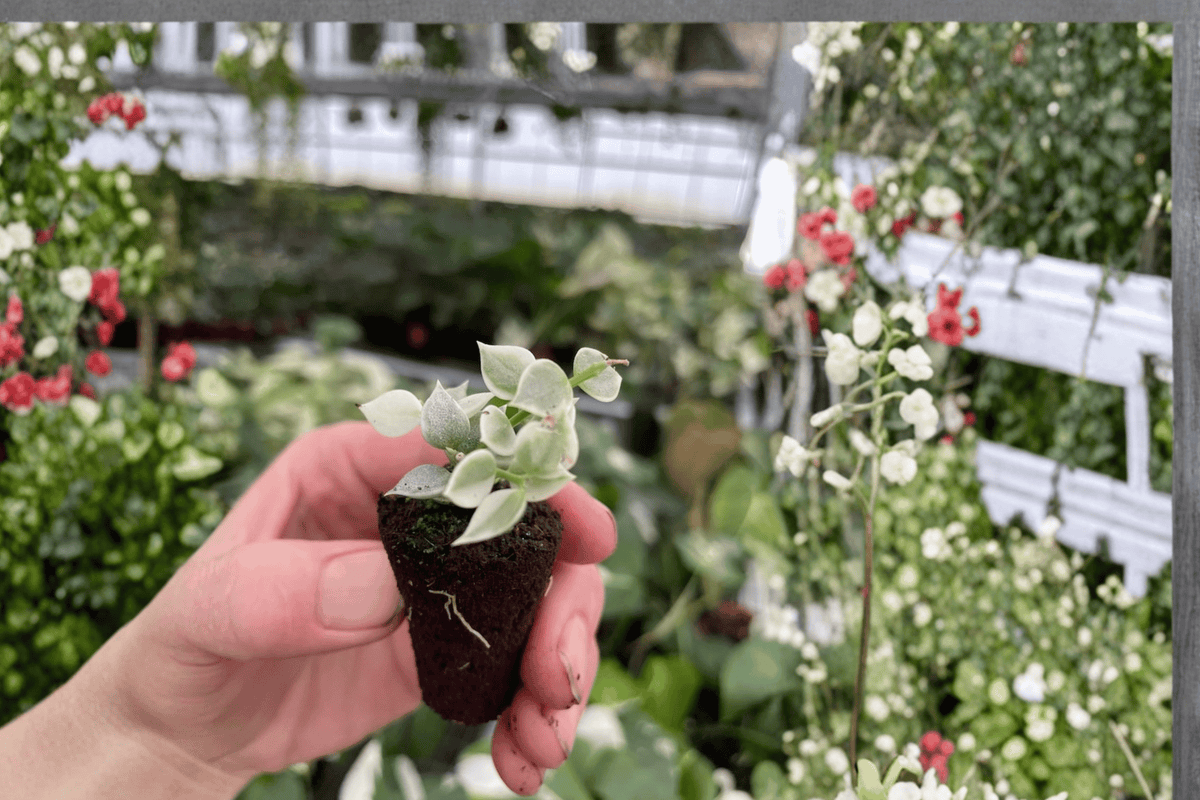 Variegated Million Hearts Vine (Dischidia ruscifolia) Starter Plants – 2 Bare Root