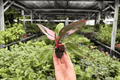 Philodendron Pink Princess Starter Plants (2) - Bare Root, 2-Inch Pots