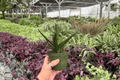 Aloe Black Gem (2 Plants) - 4-Inch Pots - Potted Live Aloe 'Black Gem'