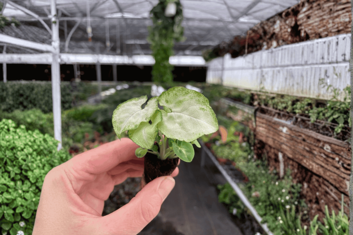 Syngonium Moonshine Starter Plants (2) Bare Root | Arrowhead Plant