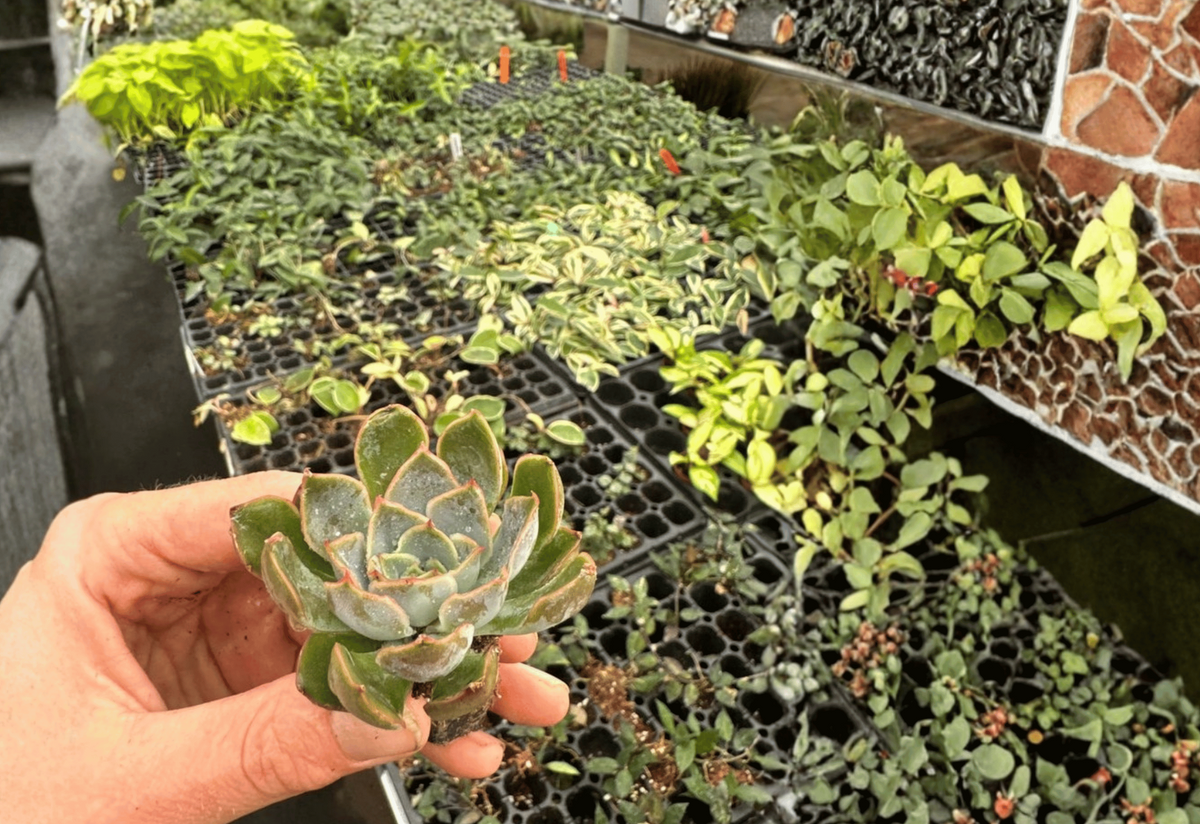 Echeveria Blue Speed Starter Plants – 2” Pot, 2 Live Plants