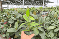 Hoya Pubicalyx Splash Live Plants – 2 Exact 4-Inch Pots