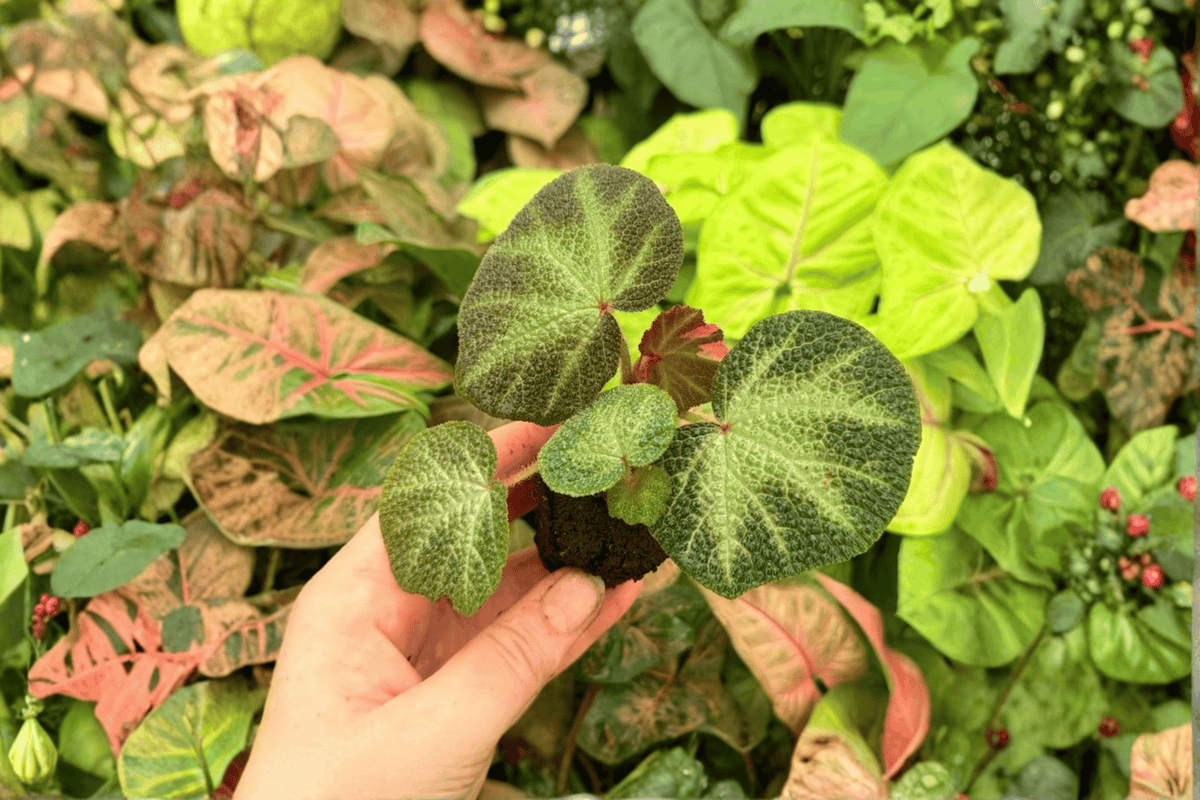 Variegated Begonia Soli-Mutata - 2 Live Starter Plants (Begonia soli-mutata)
