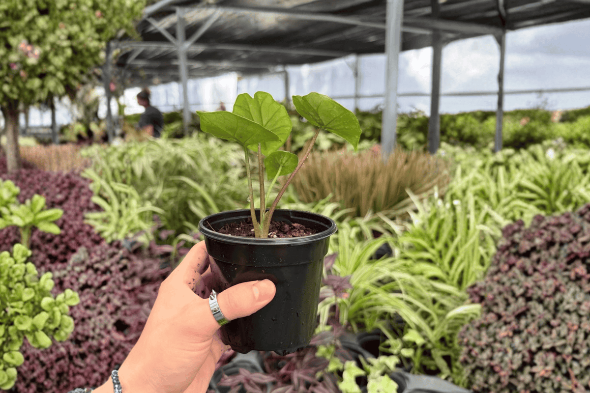 Alocasia Platinum Bisma (Bisma) - 2 Live Plants in 4-Inch Pots