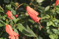 Madagascar Hibiscus Starter Live Plant 3–5" Rooted Plant Hibiscus moscheutos
