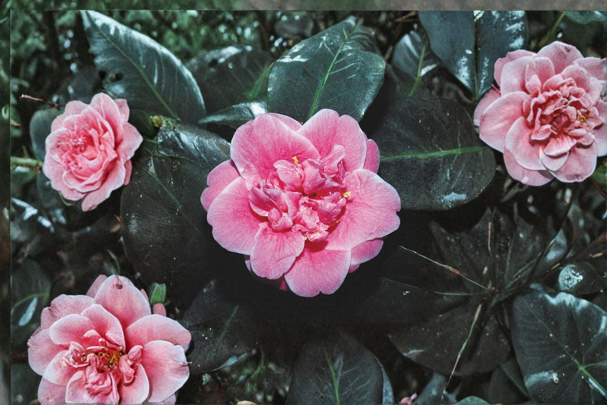 Camellia japonica Tama Bambino (1 Gallon) - Pink Compact Evergreen Shrub