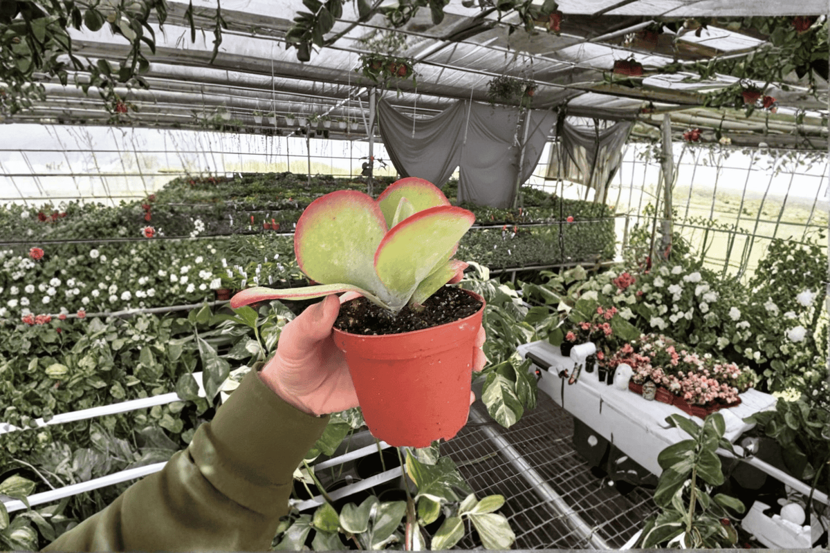 Kalanchoe luciae Flapjack - 2 Live Plants in 4-Inch Pot(s) | Succulent