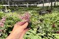 Tradescantia Pink Panther Starter Plants (2) - Plug Propagation
