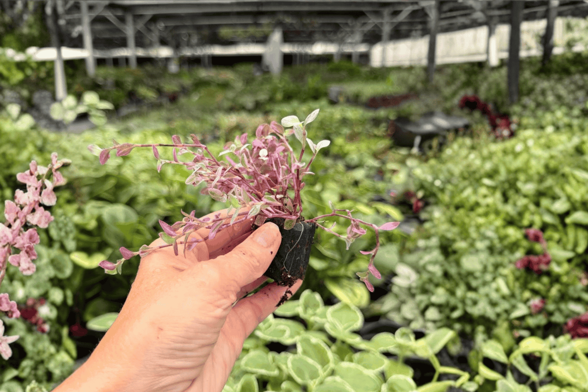 Tradescantia Pink Panther Starter Plants (2) - Plug Propagation