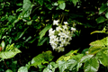 Snow Queen Oakleaf Hydrangea (Hydrangea quercifolia) - 2 Rooted Starter Plants in 1 Qt Pots