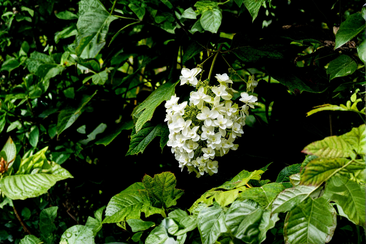 Snow Queen Oakleaf Hydrangea (Hydrangea quercifolia) - 2 Rooted Starter Plants in 1 Qt Pots
