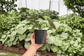 Alocasia Dragon Wings (Dragon Scale x Scalprum) - 2 Live Plants, 4-Inch Pots