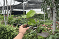 Red Planet Hibiscus 2-Plant Starter Set | Bare Root, 2-Inch Starter Size