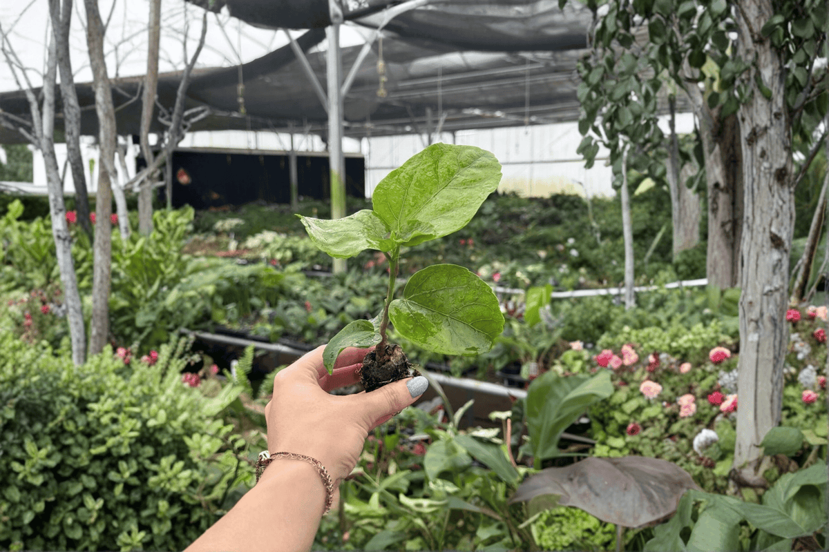 Red Planet Hibiscus 2-Plant Starter Set | Bare Root, 2-Inch Starter Size