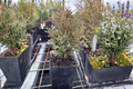 Tiny Tim Arborvitae (Thuja occidentalis ‘Tiny Tim’) - Live Quart Pot