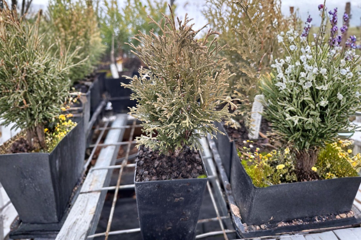 Tiny Tim Arborvitae (Thuja occidentalis ‘Tiny Tim’) - Live Quart Pot