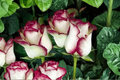English Monroe Pink Rose Seeds - 10 Seed Pack, Fragrant Ornamental Garden Flower