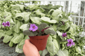 Buckeye Country Gal African Violet (Streptocarpus ionanthus) - 2 Bare Root 4-Inch Starter Plants