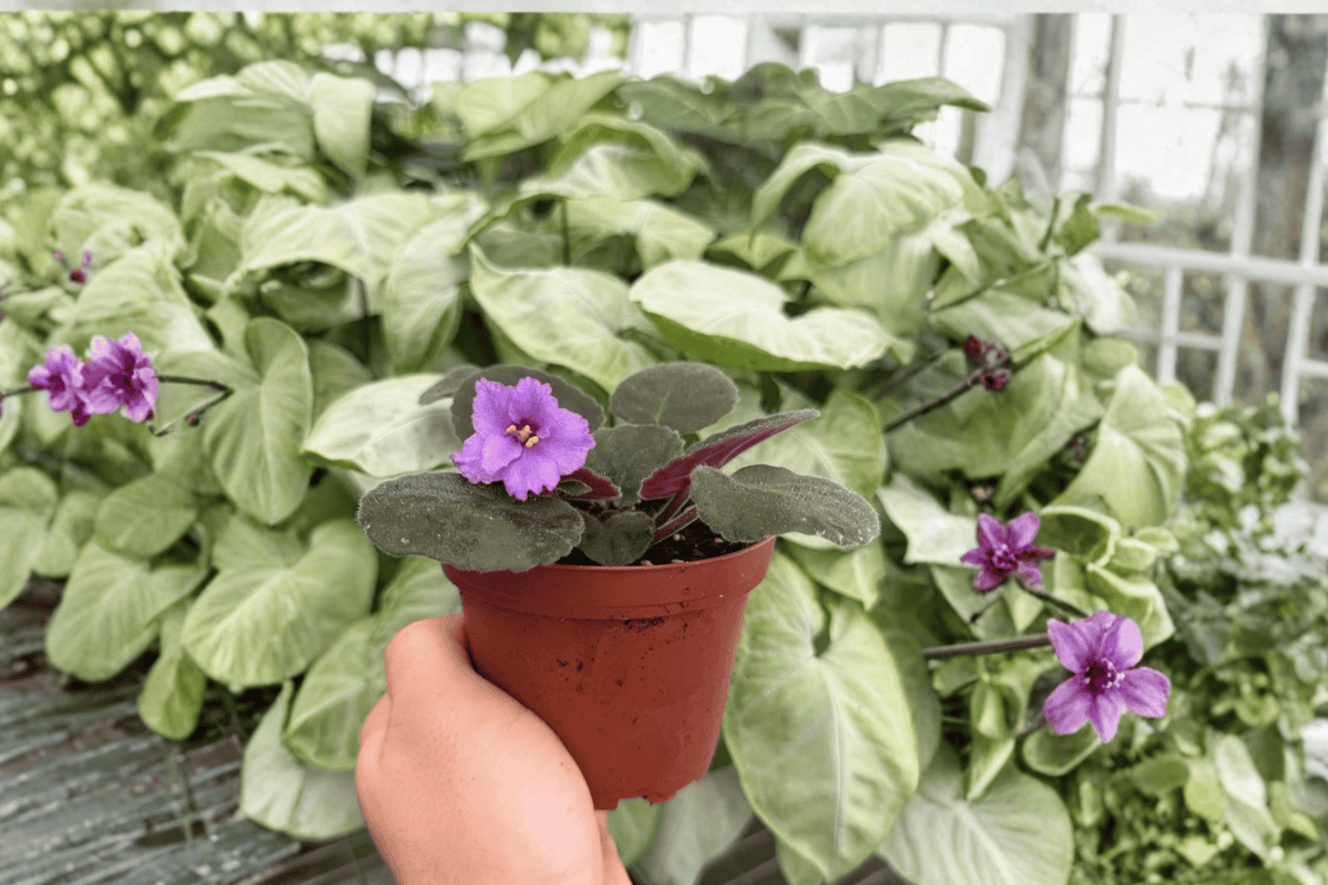 Buckeye Country Gal African Violet (Streptocarpus ionanthus) - 2 Bare Root 4-Inch Starter Plants