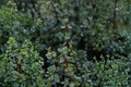 Spekboom Elephant Bush Portulacaria afra Live Plant in 4-Inch Pot