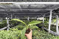Philodendron Ring of Fire - 2 Live Plants in 4-Inch Pots