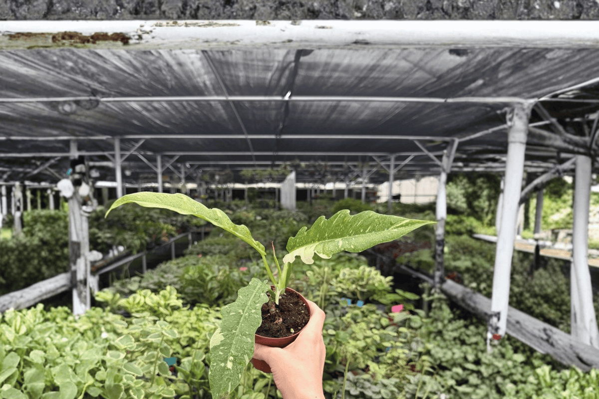Philodendron Ring of Fire - 2 Live Plants in 4-Inch Pots