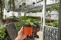 Calathea Vittata (Goeppertia elliptica ‘Vittata’) – 2 Live Plants in 4-Inch Pots
