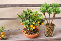 Owari Satsuma Mandarin Citrus Tree - 3 Gallon Live Tree, Seedless Easy Peel Fruit