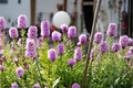 Liatris spicata Floristan Violet Live Plug Plants – 4