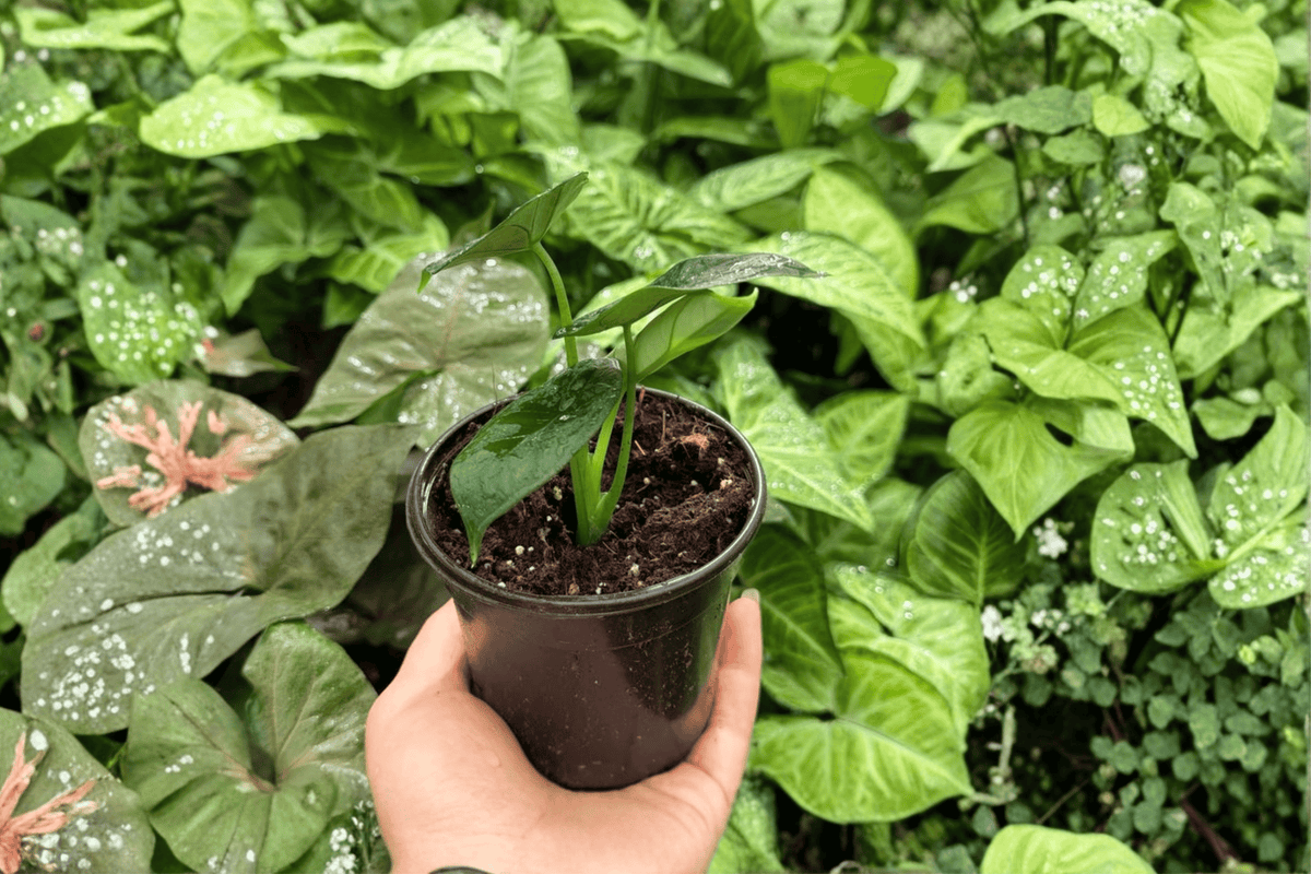 Alocasia Dragon Wings (Dragon Scale × Scalprum) - 2 Live Plants in 4" Pots