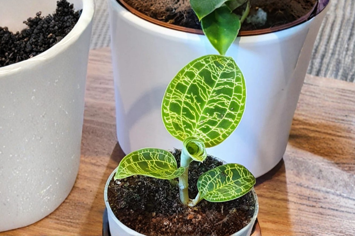 Macodes Petola Lightning Jewel Orchid Live Plant - Starter Cutting / Rooted Plant