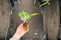 Anthurium Silver Blush × Papi Hybrid Starter Plants – 2 Live Plug-Grown Anthurium