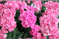 Empress Sun Pink Verbena Live Plant - 4-Inch Pot | Verbena 'Empress Sun Pink'