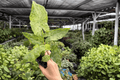Alocasia Odora Batik Snow Variegated - 2 Live 4-Inch Pots (Exact Plants)