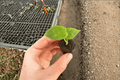 Alocasia 'Lukiwan' Starter Plants - 2 Bare Root Live Rare Hybrid Aroid