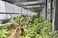 Aglaonema 'Red Borju' Live Plants – 2 in 4-Inch Pots