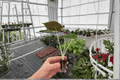 Alocasia Golden Bone Starter Plants (2) - Frydek × Bullata | In Soil Pod