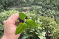 Anthurium Crystal × Magnificum Jakarta Starter Plants (2) — In Plugs